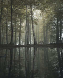 magische foto van een bos met twee berkenbomen Fotograaf Deventer | Bedrijfsfotografie | Geënsceneerde fotografie | Studiofotografie