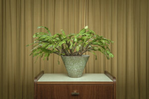 stilleven van een plant in een pot op een kastje voor een vintage achtergrond Fotograaf Deventer | Bedrijfsfotografie | Geënsceneerde fotografie | Studiofotografie