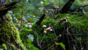 Close up van een groepje padenstoelen in een mossig bos. foto met veel diepte Fotograaf Deventer | Bedrijfsfotografie | Geënsceneerde fotografie | Studiofotografie
