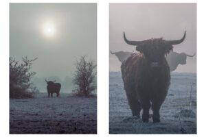 fotografie schotse hooglanders