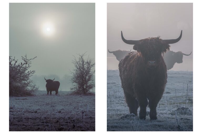 fotografie schotse hooglanders